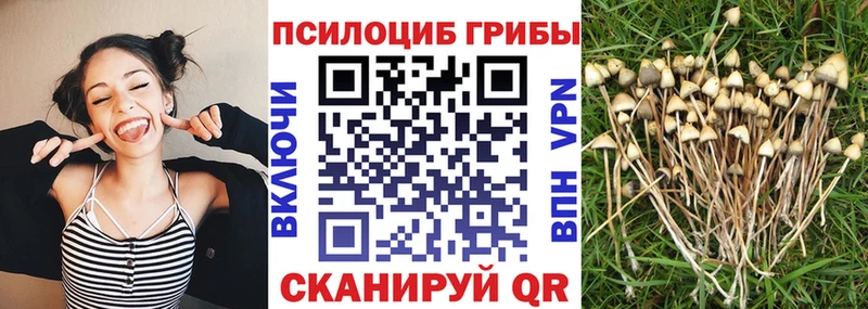 Псилоцибиновые грибы Cubensis  Купить  Ишимбай 
